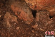 梦见香菜江西发现蜘蛛新物种 为研究呵叻蛛属适应区域提供依据