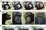梦见香菜国际最新研究：机器人“打哈欠” 黑猩猩被传染